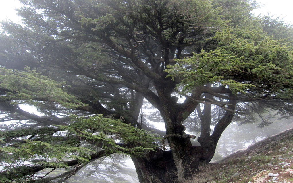 header-chouf-tour-image